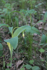 Allium microdictyon