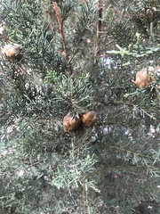 Cupressus sempervirens