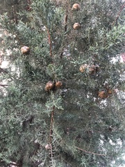 Cupressus sempervirens