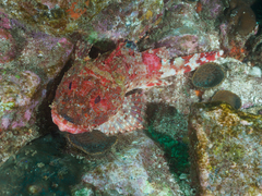 Scorpaena jacksoniensis