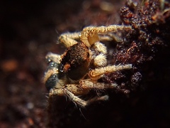 Aelurillus luctuosus