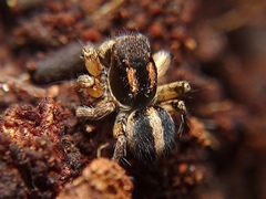 Aelurillus luctuosus