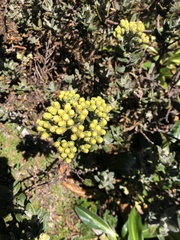 Monticalia andicola