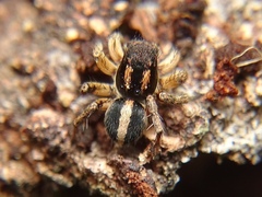 Aelurillus luctuosus