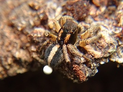 Aelurillus luctuosus