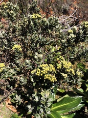 Monticalia andicola