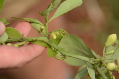 Adenia digitata