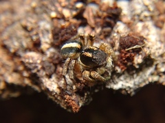 Aelurillus luctuosus