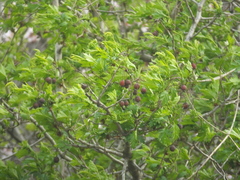 Crataegus pinnatifida