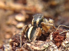 Aelurillus luctuosus