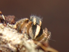 Aelurillus luctuosus