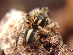 Aelurillus luctuosus