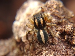 Aelurillus luctuosus