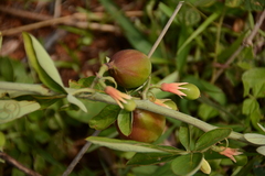 Adenia digitata