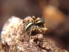 Aelurillus luctuosus