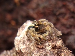 Aelurillus luctuosus