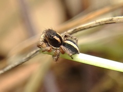 Aelurillus luctuosus