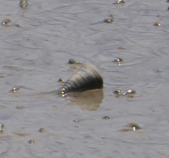 Telescopium telescopium