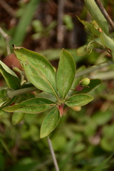 Adenia digitata