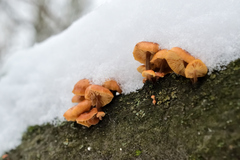 Flammulina