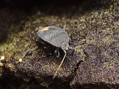 Microtomideus leucodermus