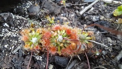 Drosera mannii