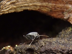 Microtomideus leucodermus