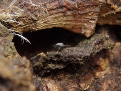 Microtomideus leucodermus