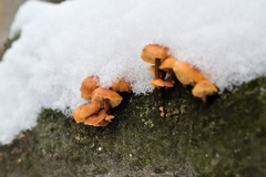 Flammulina