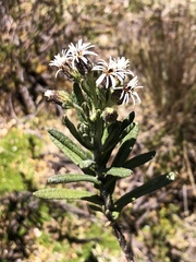 Linochilus rupestris