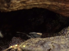 Microtomideus leucodermus