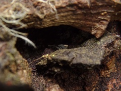 Microtomideus leucodermus