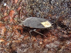 Microtomideus leucodermus