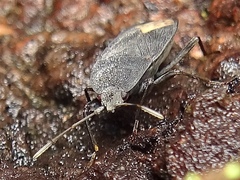 Microtomideus leucodermus