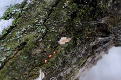 Fungi