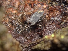 Microtomideus leucodermus