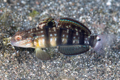 Amblygobius phalaena