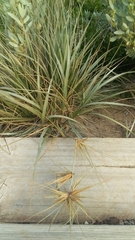 Spinifex sericeus