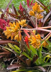 Aechmea eurycorymbus