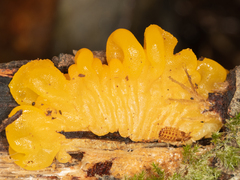 Tremella mesenterica