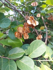 Combretum