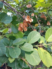 Combretum
