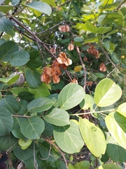 Combretum