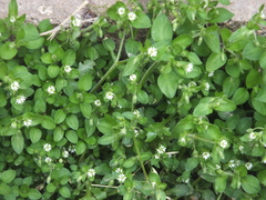 Stellaria media