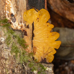 Tremella mesenterica