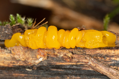 Tremella mesenterica