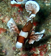 Plectorhinchus chaetodonoides