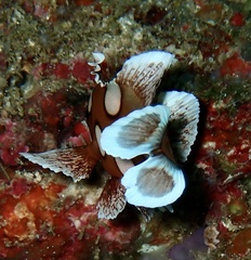 Plectorhinchus chaetodonoides