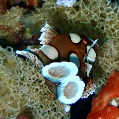 Plectorhinchus chaetodonoides