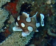Plectorhinchus chaetodonoides